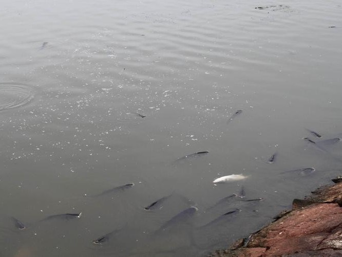 養(yǎng)殖魚塘如何解決臭味？微生物除臭劑成最佳選