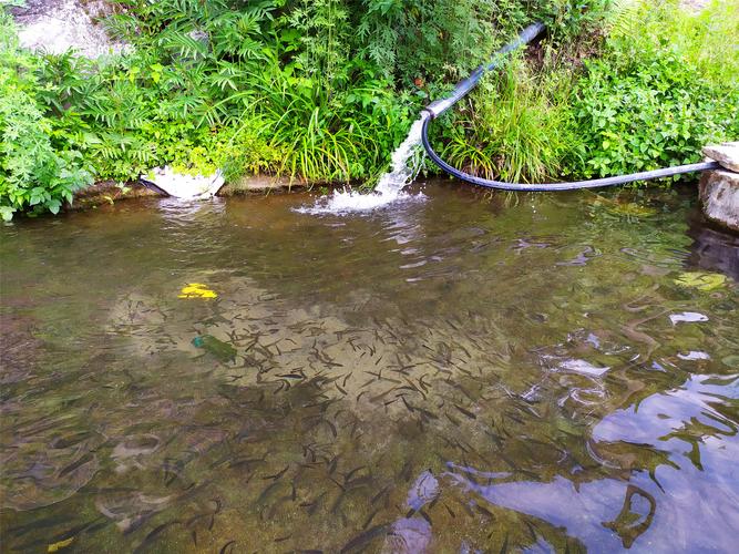 微生物除臭劑在魚(yú)塘中快速解決臭味